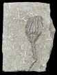 Dizygocrinus Crinoid - Warsaw Formation, Illinois #56746-3